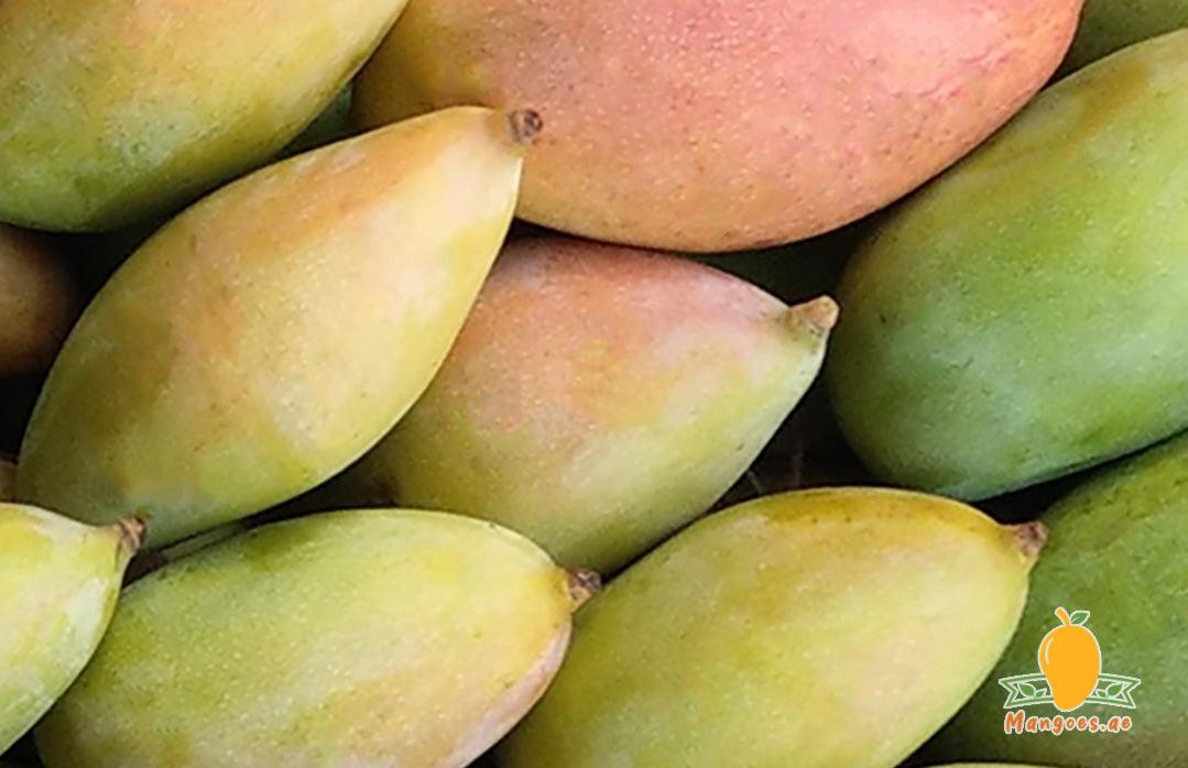 Shop Indian Totapuri Mangoes in UAE, Dubai, Sharjah, Ajman & Abu Dhabi