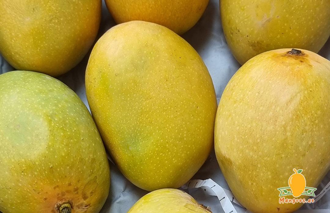 Shop Premium Quality Alphonso Mangoes in UAE, Dubai, Sharjah, Ajman