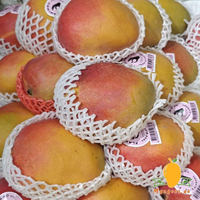 Kent Mangoes (Ivory Coast)