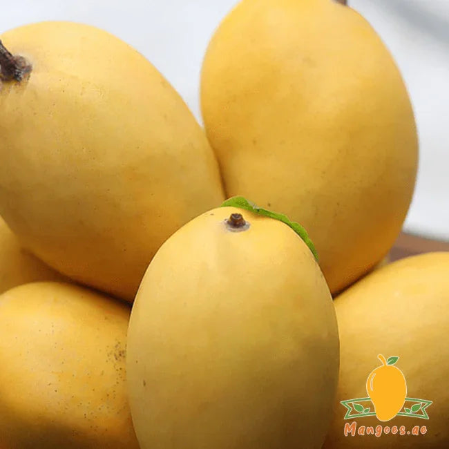 Premium Chaunsa Mangoes 2.5kg By Air (Pakistan)