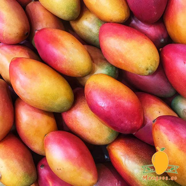 Palmer Mangoes (Australia)