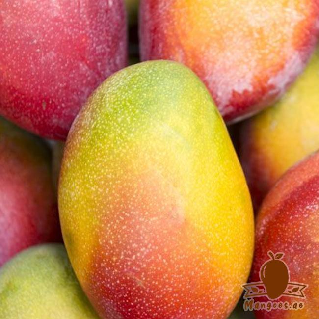 Tommy Atkins Mangoes (Brazil)