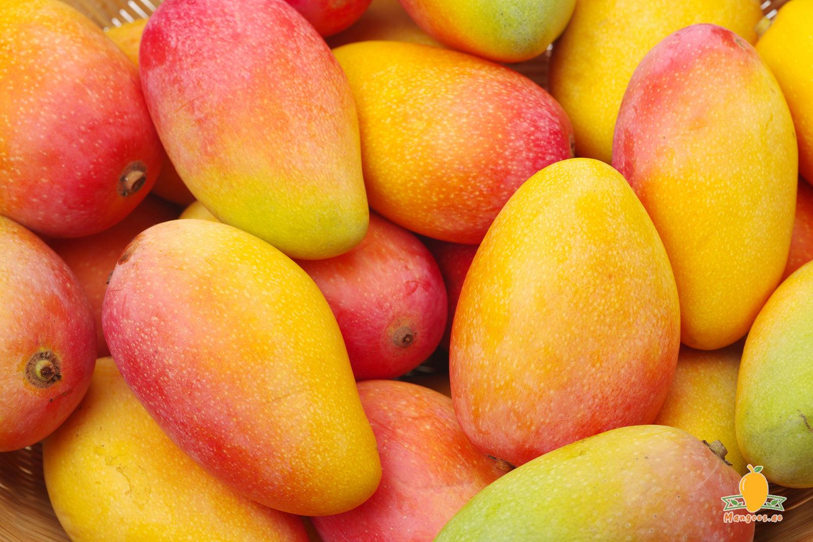 Brazilian Palmer Mangoes: The Sweet and Succulent Tropical Delight - Mangoes.ae