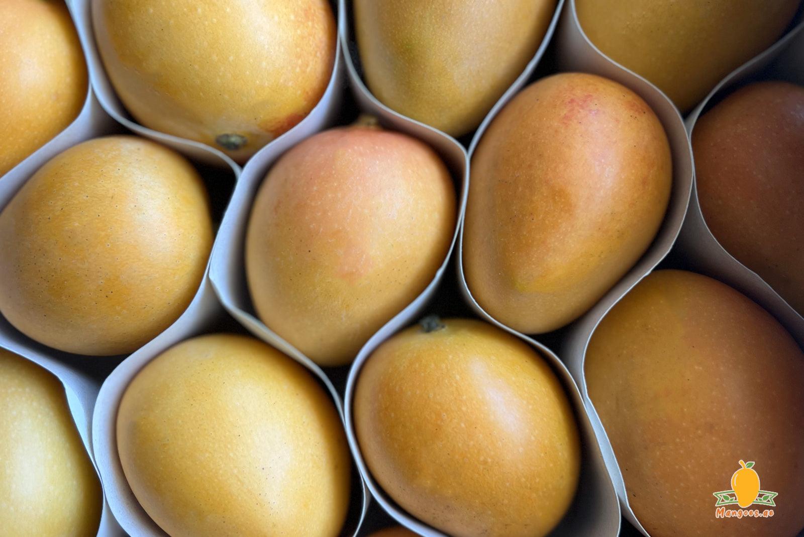 Colombian Baby Mangoes or Sugar Mangoes in UAE: The Sweet Taste of Tropical Paradise - Mangoes.ae