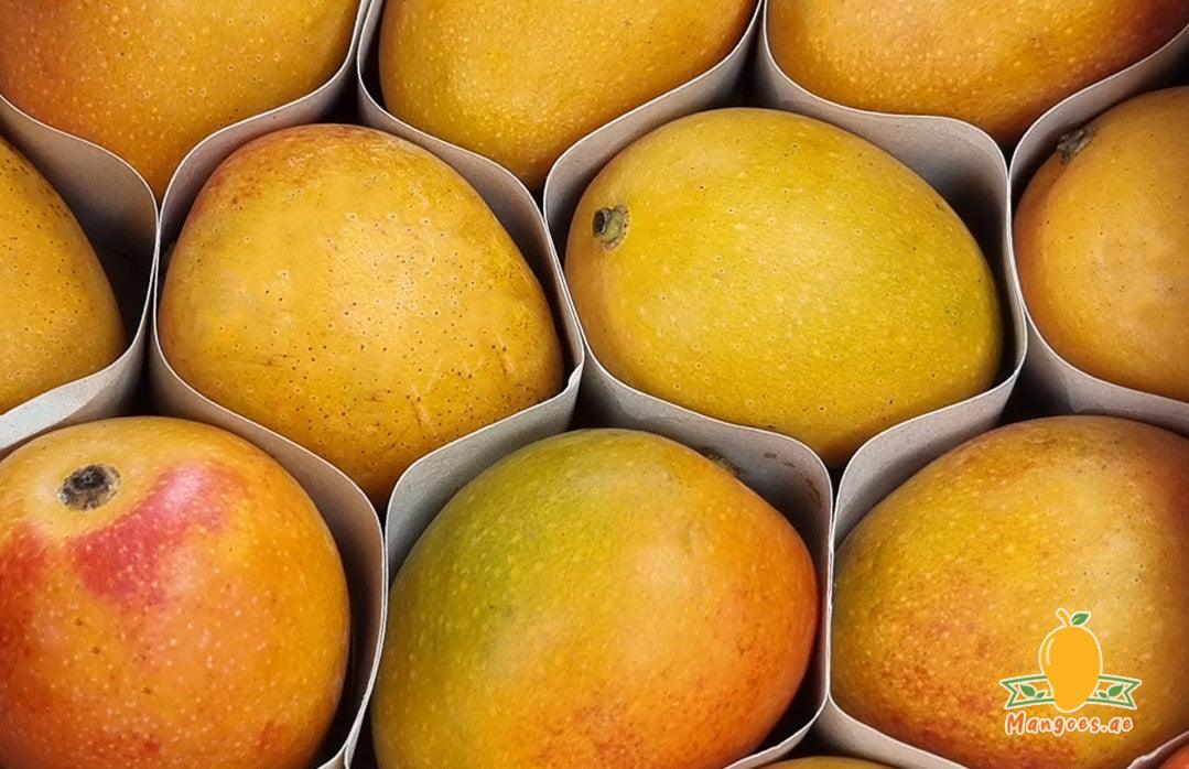 Shop Colombian Baby Mangoes in UAE (Dubai, Sharjah, Abu Dhabi, Ajman) - Mangoes.ae
