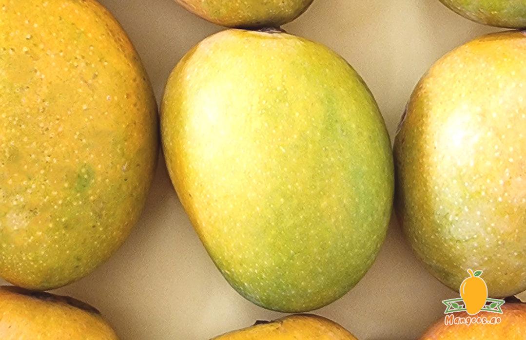 Shop Jumbo Indian Alphonso Mangoes in UAE (Dubai, Sharjah, Abu Dhabi, Ajman) - Mangoes.ae