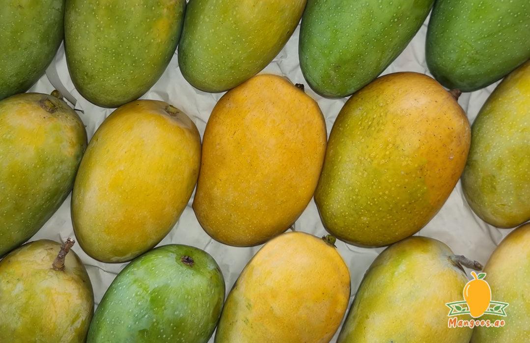 Shop Indian Kesar Mangoes in UAE, Dubai, Sharjah, Ajman & Abu Dhabi
