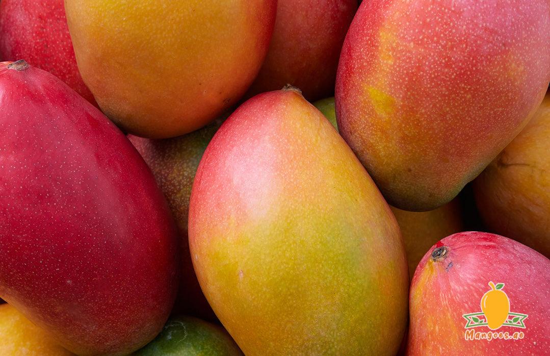 Shop Brazilian Palmer Mangoes in UAE (Dubai, Sharjah, Abu Dhabi, Ajman) - Mangoes.ae