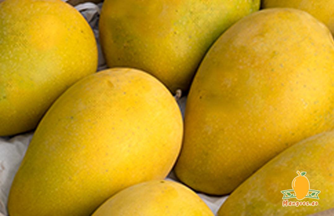 Shop Premium Quality Indian Badami Mangoes in UAE (Dubai, Sharjah, Abu Dhabi, Ajman) - Mangoes.ae