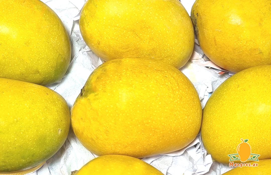 Shop Indian Alphonso Mangoes in UAE (Dubai, Sharjah, Abu Dhabi, Ajman) - Mangoes.ae