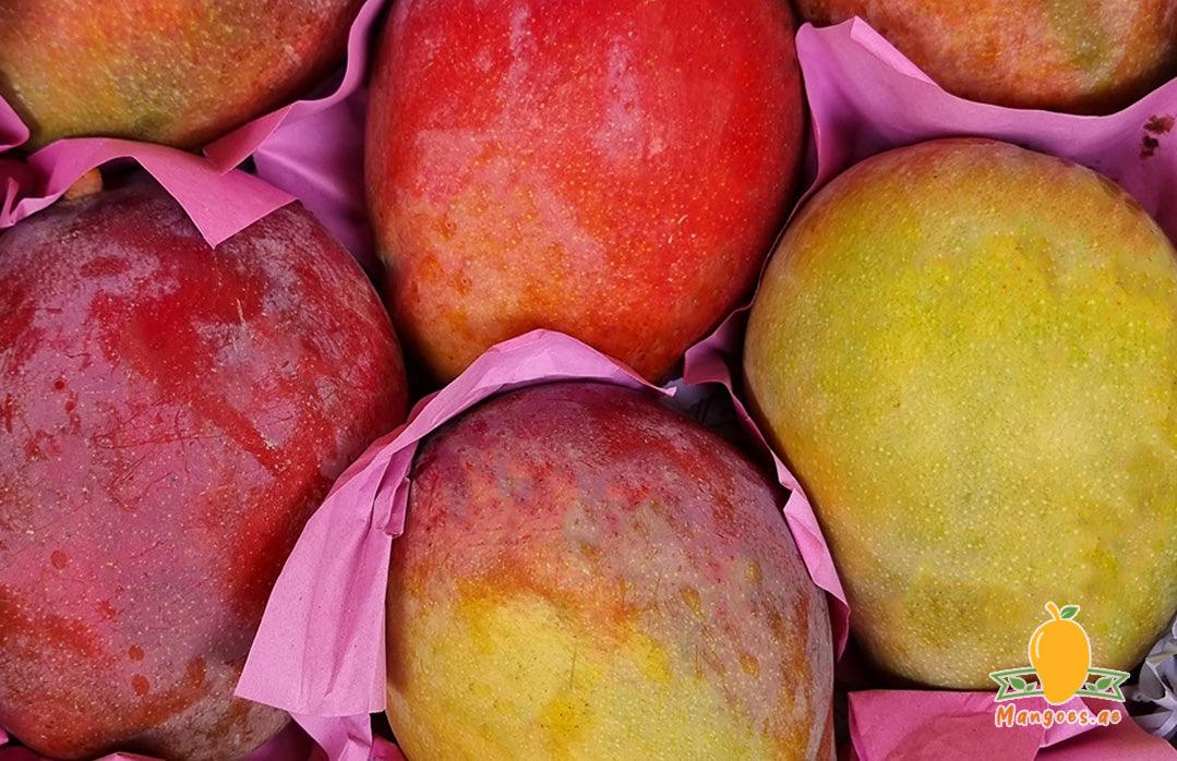 Shop Yemini Qalbator Mangoes in UAE (Dubai, Sharjah, Abu Dhabi, Ajman) - Mangoes.ae