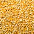 Corn Kernels