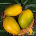Imam Pasand / Himapasanth Mangoes (India)
