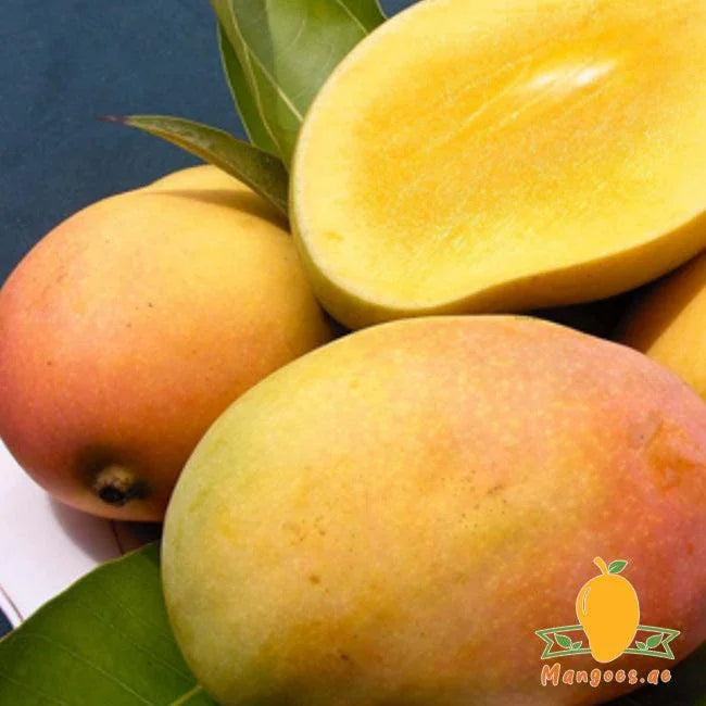 Rajapuri Mangoes (India)