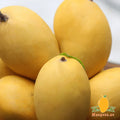 Premium Chaunsa Mangoes 2.5kg By Air (Pakistan)