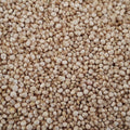 Quinoa Seeds