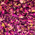 Dried Rose